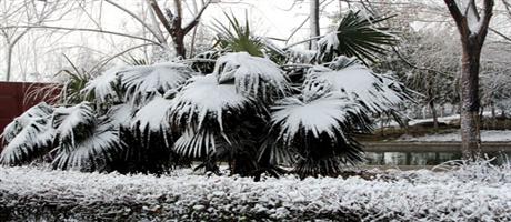 廠區(qū)雪景5